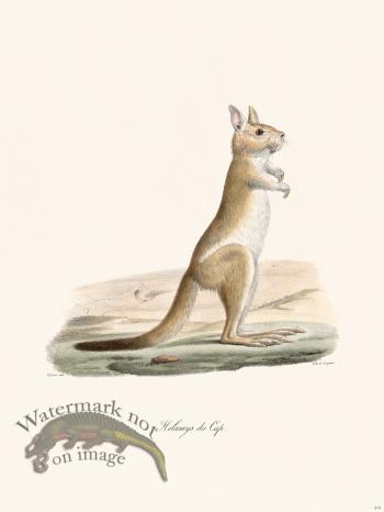 Cuvier 315 Cape Helamys